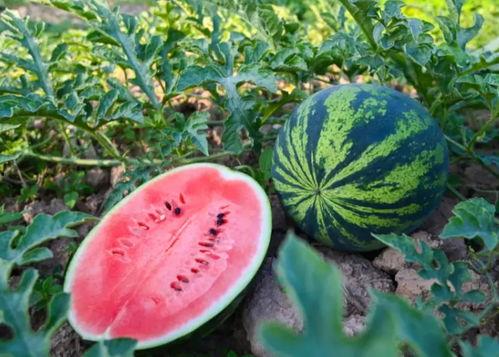 今日吃瓜51cg,揭秘娱乐圈最新热点事件